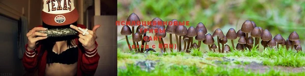PSILOCYBIN Аркадак